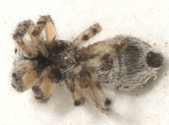 Abracadabrella lewiston