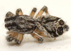 Abracadabrella lewiston