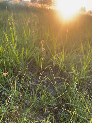 Buffalo Grass
