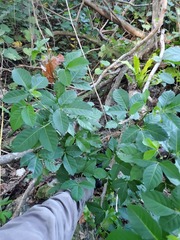 Allophylus timorensis