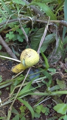 Fungi