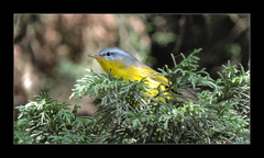 Phylloscopus xanthoschistos