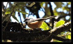 Aegithalos concinnus iredalei