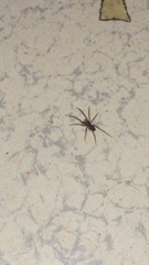 Araneae