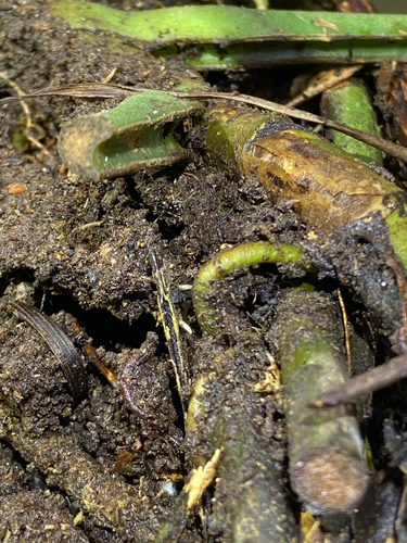 Megalomyrmex mondaboraMegalomyrmex mondabora