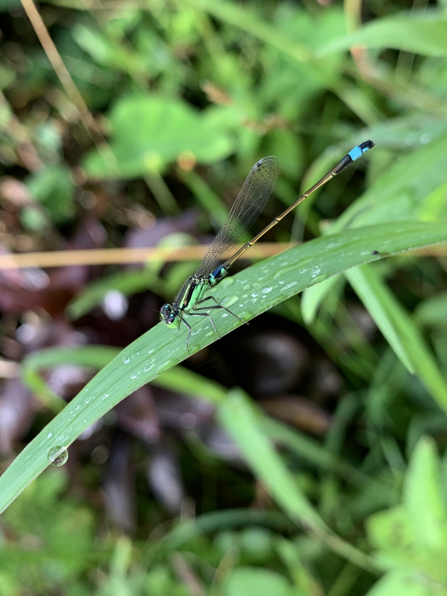 Tropical Bluetail