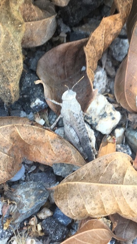 iNaturalist observation photo of trailside grasshopper
