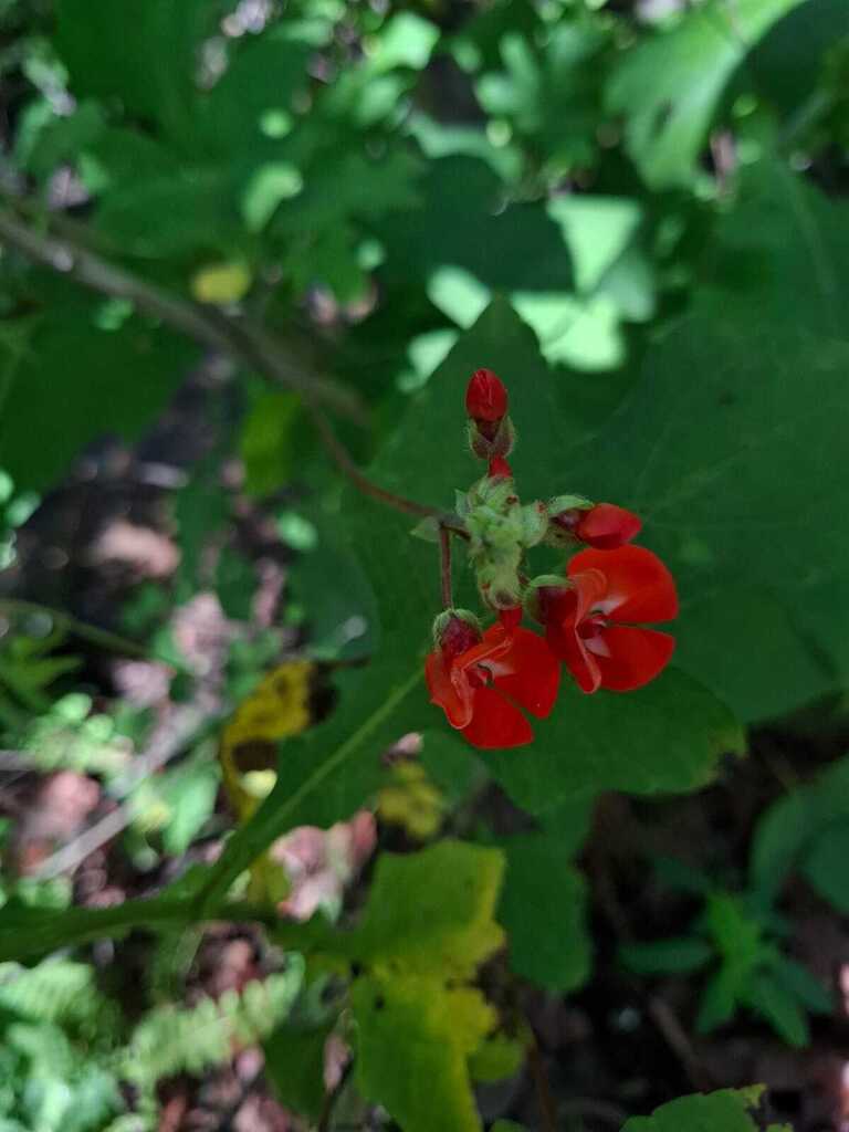 Phaseolus vulgaris