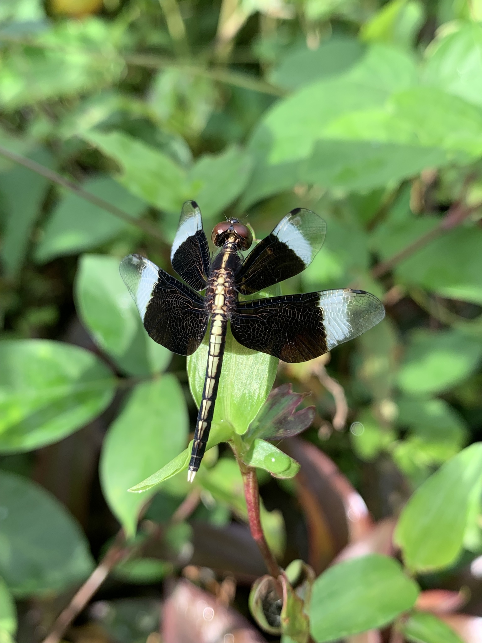 Pied Paddy Skimmer