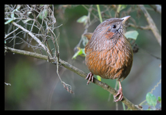 Trochalopteron lineatum