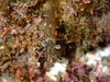 Palaemon dolospinus - Photo (c) Emily Sonter, some rights reserved (CC BY-NC), uploaded by Emily Sonter