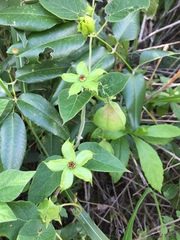 Gonolobus erianthus