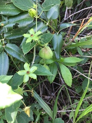 Gonolobus erianthus