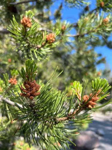 iNaturalist observation 2025-07-09