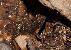 Crinia parinsignifera