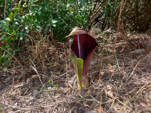 Arum pictum (Arum pictum)