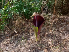 Arum pictum