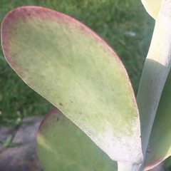 Kalanchoe luciae