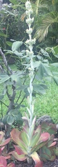 Kalanchoe luciae