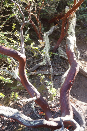 Alameda Manzanita foliage