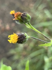 Simsia eurylepis, photograph (c) Mark, some rights reserved (CC BY)