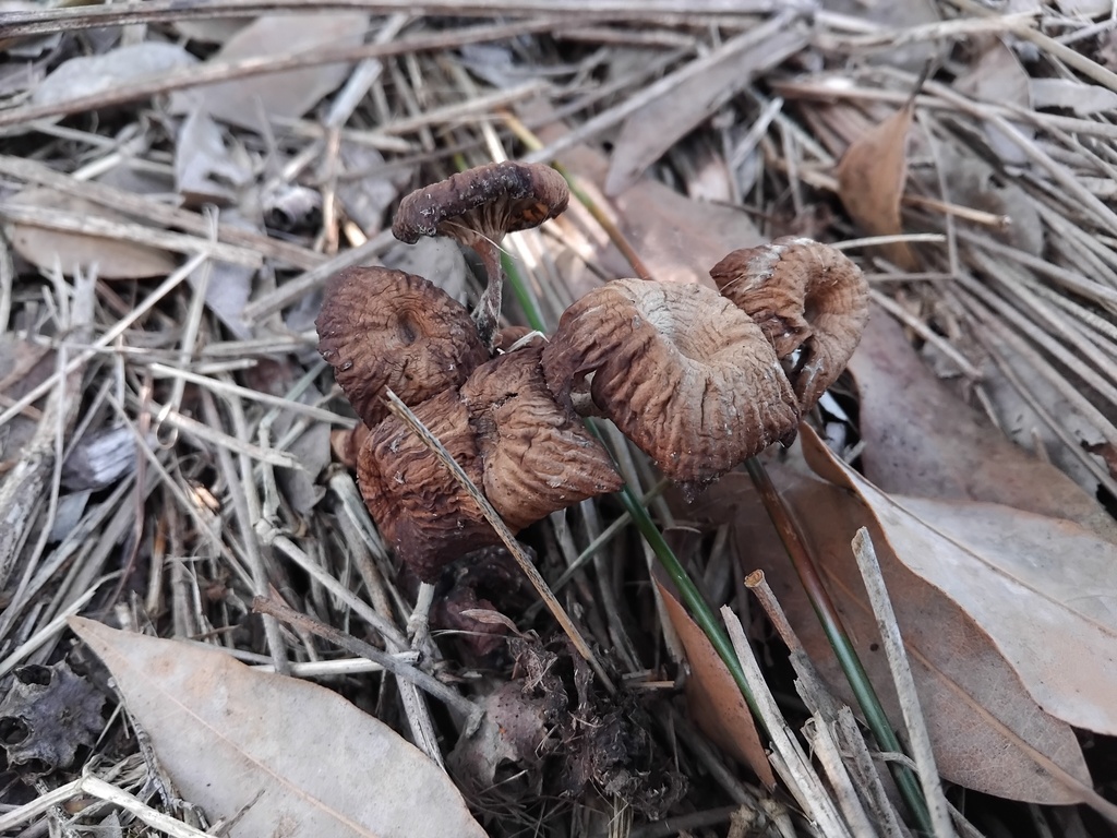 Collybia kurara · June 2025 · photo: © sofiazed1 (iNaturalist, cc-by)