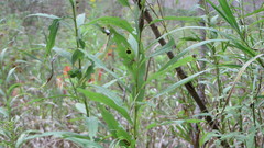 Oecanthus nigricornis