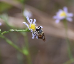 Copestylum tamaulipanum