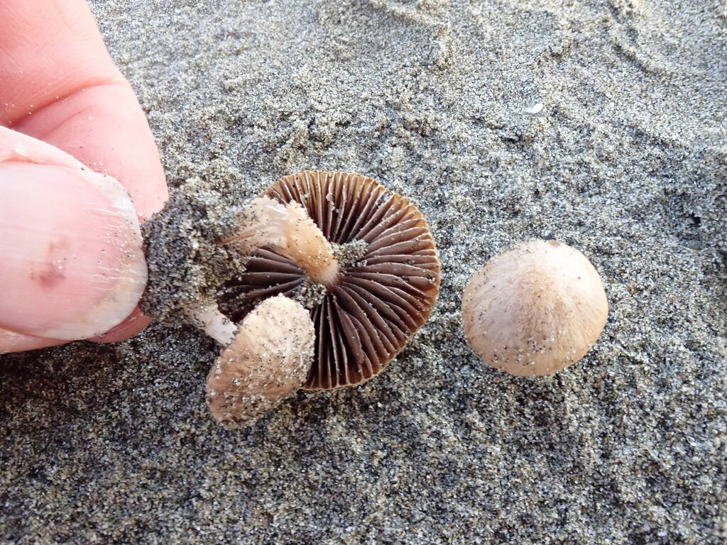 Psathyrella ammophila · July 2025 · photo: © arnim (iNaturalist, cc-by)