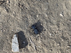 Zopherus granicollis