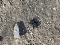 Zopherus granicollis