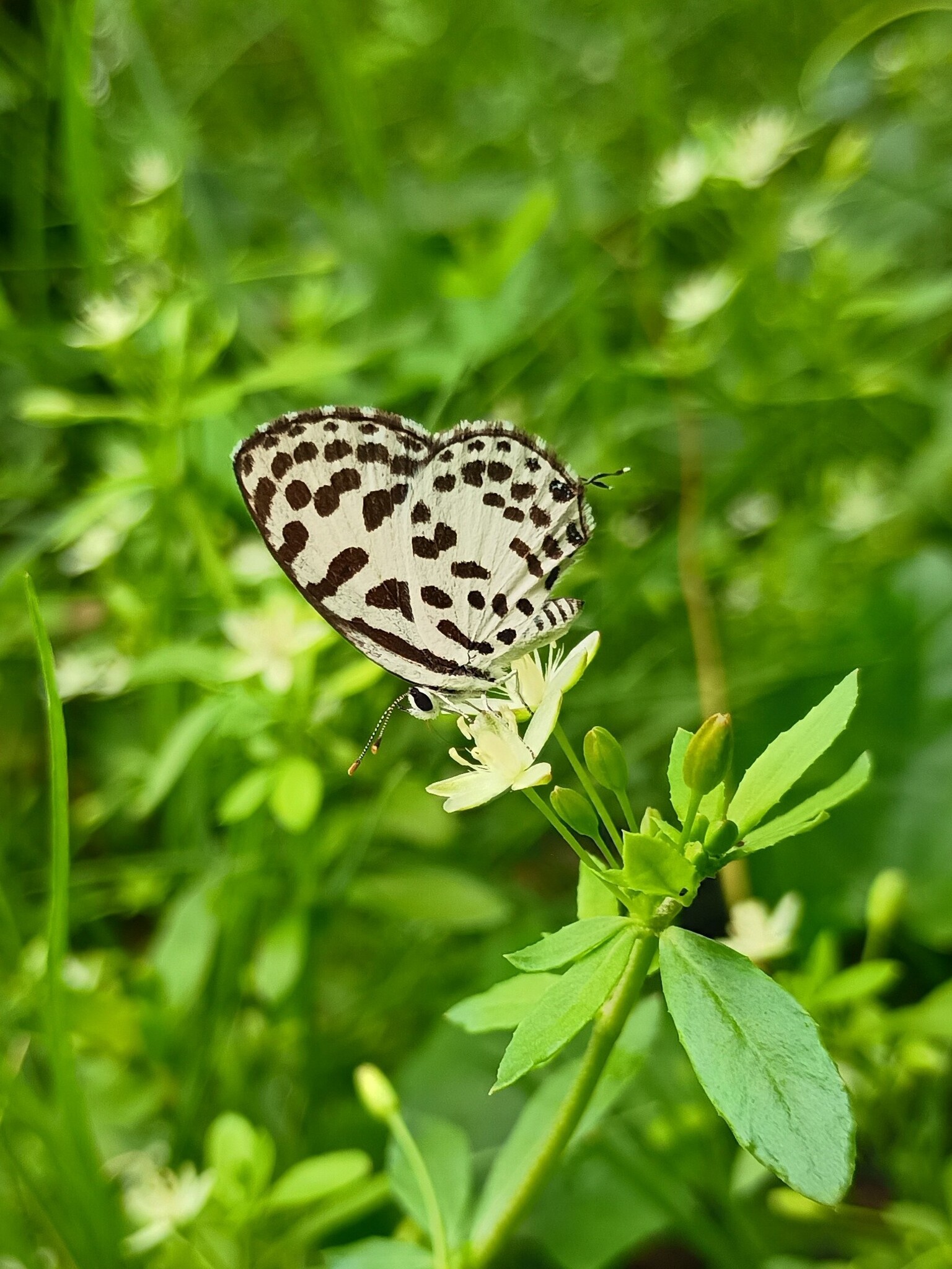 Common Pierrot