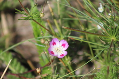Clarkia amoena caurina