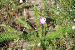 Clarkia amoena caurina