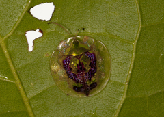 Charidotis pustulata