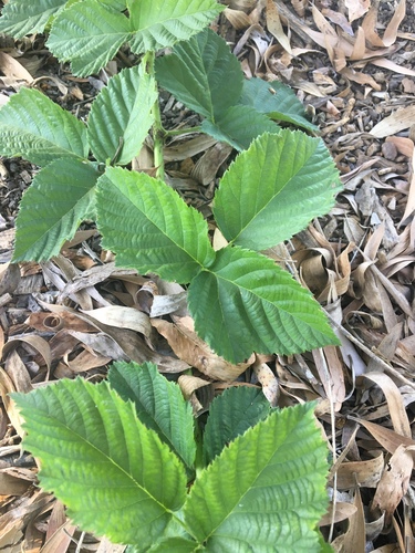 iNaturalist observation photo of trailing blackberry