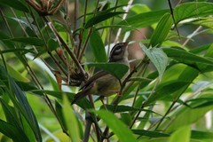 Basileuterus melanotis