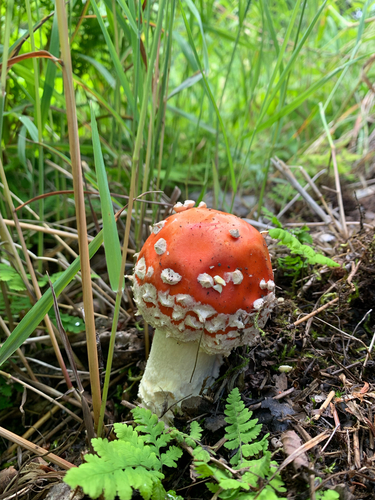 Fly Agaric