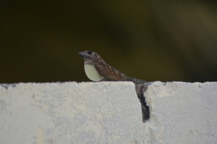 Anolis aeneus