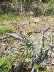 Boltonia apalachicolensis