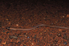 Pygopus nigriceps