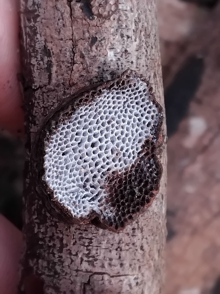 Phaeotrametes decipiens · June 2025 · photo: © sofiazed1 (iNaturalist, cc-by)