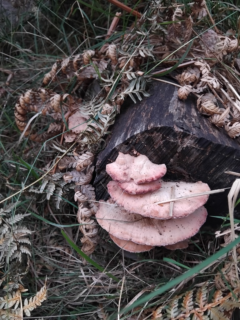 Fomitopsis lilacinogilva · June 2025 · photo: © sofiazed1 (iNaturalist, cc-by)