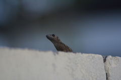 Anolis aeneus