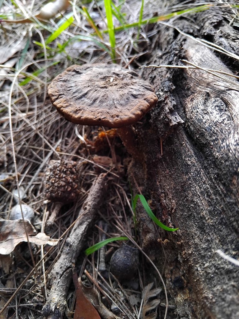 Sanguinoderma rude · June 2025 · photo: © sofiazed1 (iNaturalist, cc-by)
