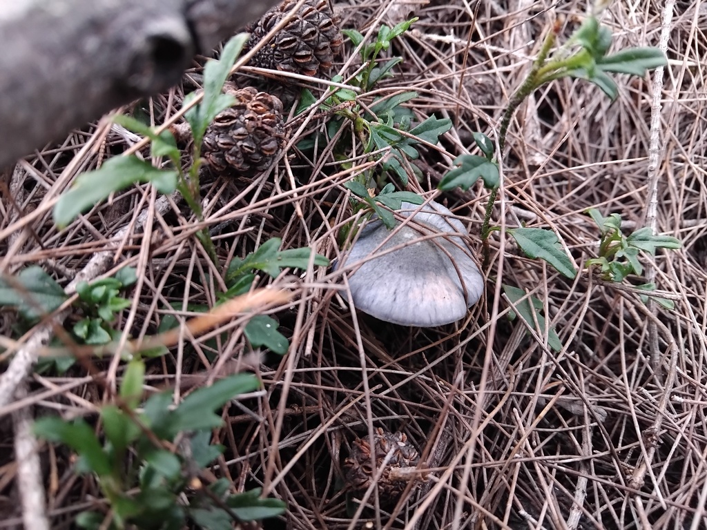 Cortinarius rotundisporus · June 2025 · photo: © sofiazed1 (iNaturalist, cc-by)