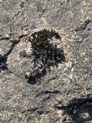Hercules Carpenter Ant photo 6