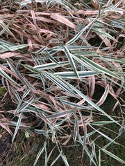 Phalaris arundinacea picta