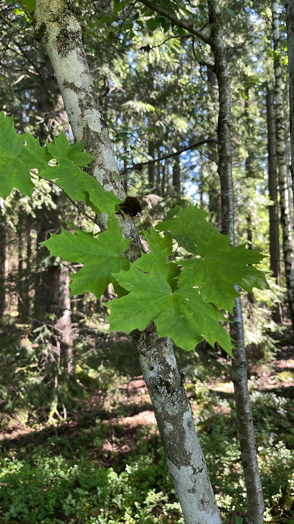 Acer platanoides