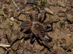 Dolomedes instabilis